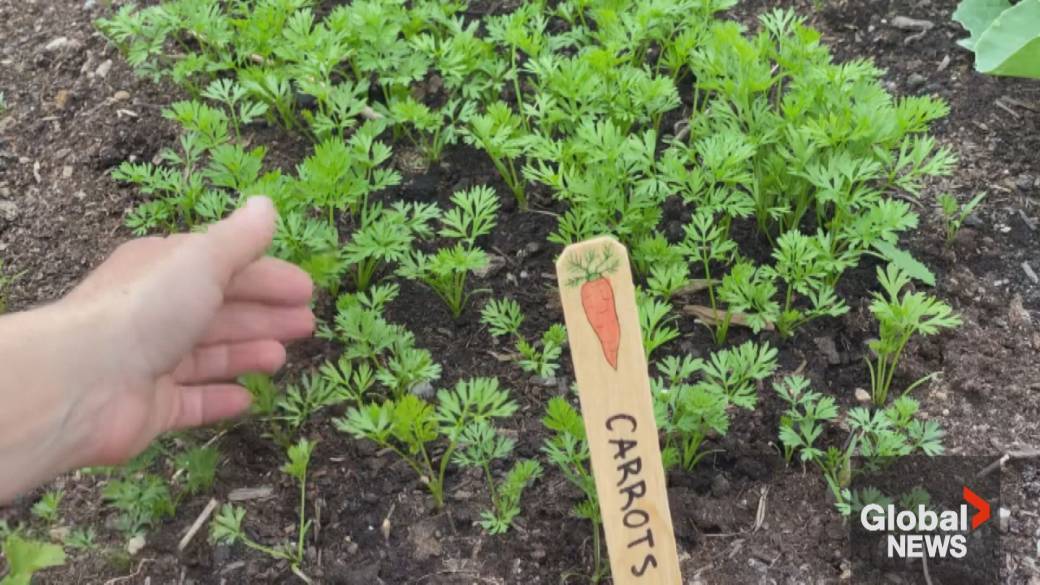 Haga clic para reproducir el video: 'En medio de los altos precios de los alimentos, algunos habitantes de Nueva Escocia recurren a la jardinería'