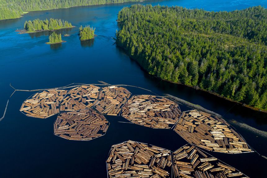 El presidente Donald Trump amenazó con imponer el 10% en las importaciones de árboles a partir de la próxima semana.